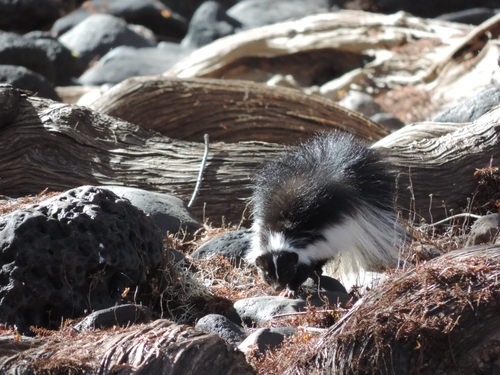 Hooded Skunk (Mephitis macroura)