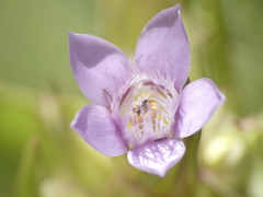 Gentianella ramosa