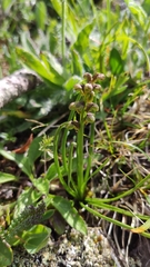 Chamorchis alpina