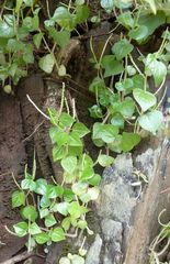 Peperomia pellucida image