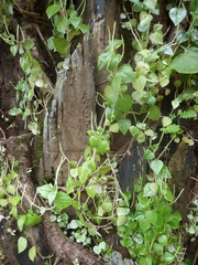 Peperomia pellucida image