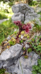 Sempervivum dolomiticum