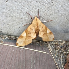 Clanis bilineata