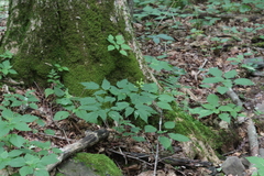 Actaea pachypoda pachypoda