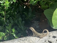 Leiocephalus carinatus