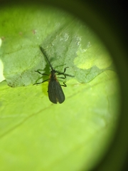 Leptoceletes basalis