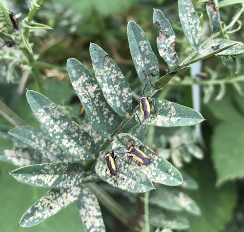 Lopidea ampla