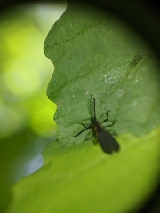 Leptoceletes basalis