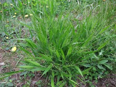 Dichanthelium laxiflorum