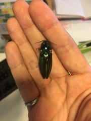 Campsosternus auratus