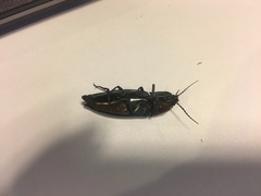 Campsosternus auratus