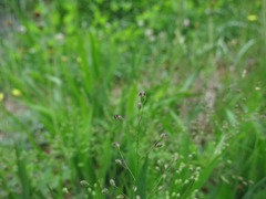 Dichanthelium laxiflorum