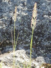 Calamagrostis inexpansa