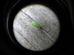 Dichanthelium laxiflorum