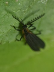 Leptoceletes basalis