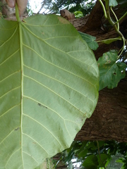 Ficus umbellata