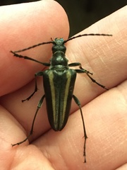 Stenocorus flavolineatus