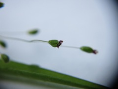Dichanthelium laxiflorum