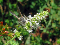 Colpa quinquecincta