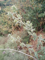 Cirsium phyllocephalum