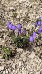 Campanula cespitosa