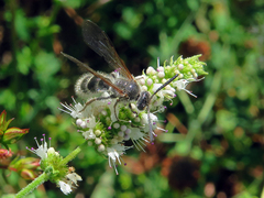 Colpa quinquecincta