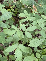 Agrimonia rostellata