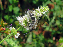 Colpa quinquecincta