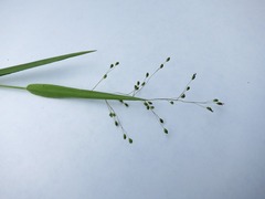 Dichanthelium laxiflorum