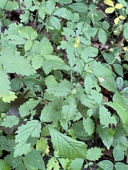 Agrimonia rostellata