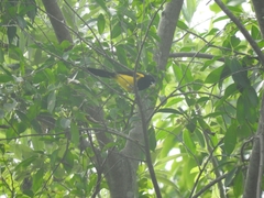 Icterus prosthemelas prosthemelas