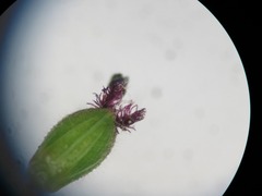 Dichanthelium laxiflorum