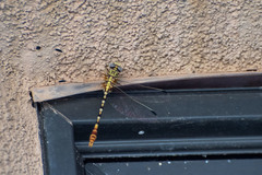 Erpetogomphus