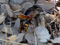 Cryptocheilus annulatus