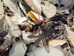 Cryptocheilus annulatus