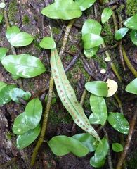 Microgramma lycopodioides