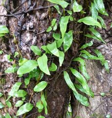 Microgramma lycopodioides