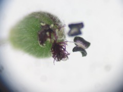 Dichanthelium laxiflorum