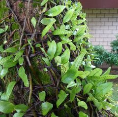 Microgramma lycopodioides