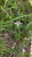 Crepis froelichiana dinarica