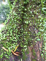 Microgramma lycopodioides