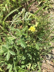 Potentilla argentea