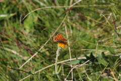 Boloria graeca