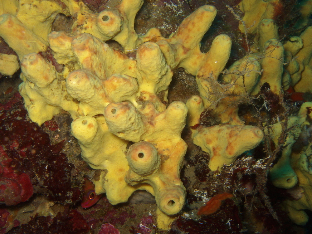 Yellow Cave Sponge (Marine Life of the Mediterranean) · iNaturalist