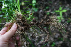 Carex montana