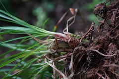 Carex montana