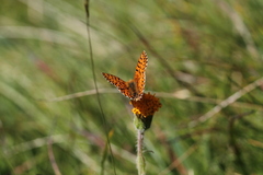 Boloria graeca