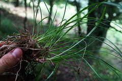 Carex montana