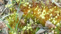 Splachnum luteum