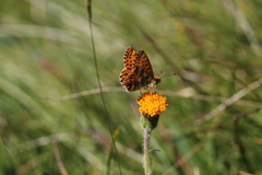 Boloria graeca